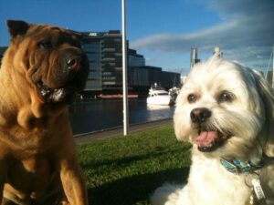 dogs in docklands 300x225